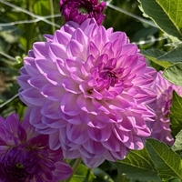 Dahlia Mediterraneè